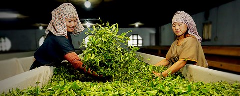 Femmes népalaises travaillant le thé du printemps