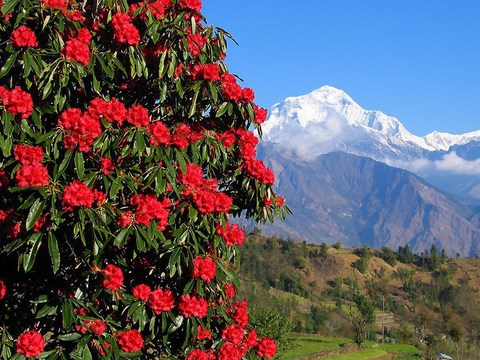 Arbre rhododendron